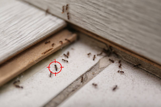 Best Rodent Control Near Me  in Gaithersburg, MD